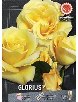 Rosier à grandes fleurs GLORIUS ® Interictira