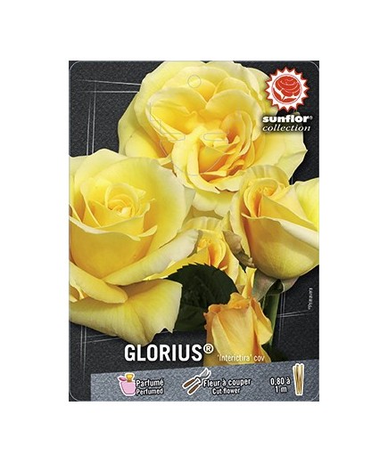 Rosier à grandes fleurs GLORIUS ® Interictira