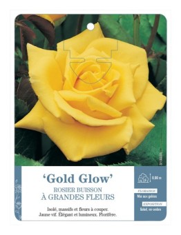 Rosier à grandes fleurs GOLD GLOW
