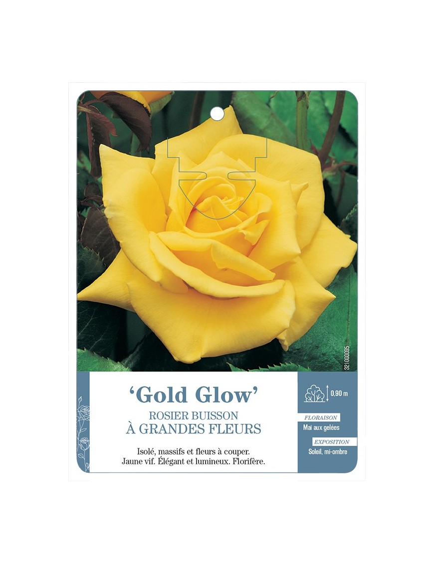 Rosier à grandes fleurs GOLD GLOW