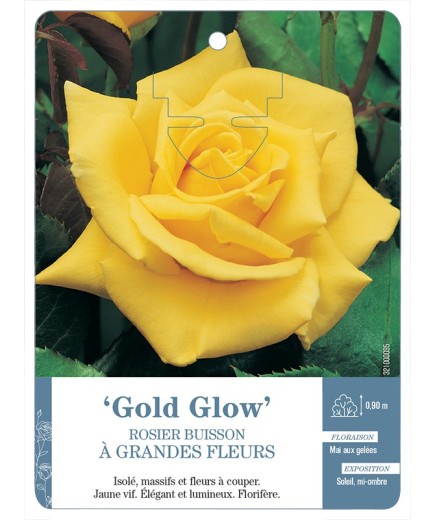 Rosier à grandes fleurs GOLD GLOW