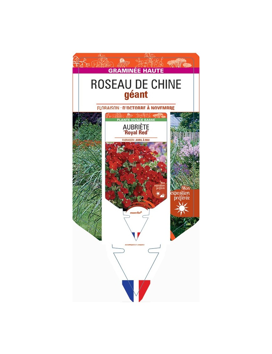 MISCANTHUS giganteus voir Roseau de Chine