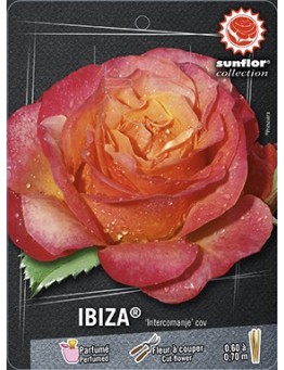 Rosier à grandes fleurs IBIZA ® Intercomanje