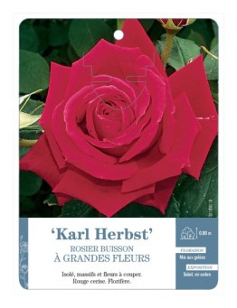 Rosier à grandes fleurs KARL HERBST