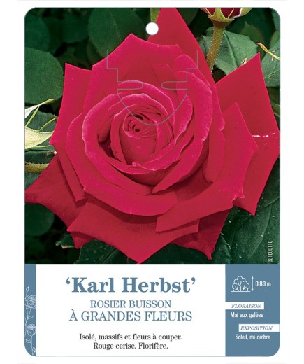 Rosier à grandes fleurs KARL HERBST