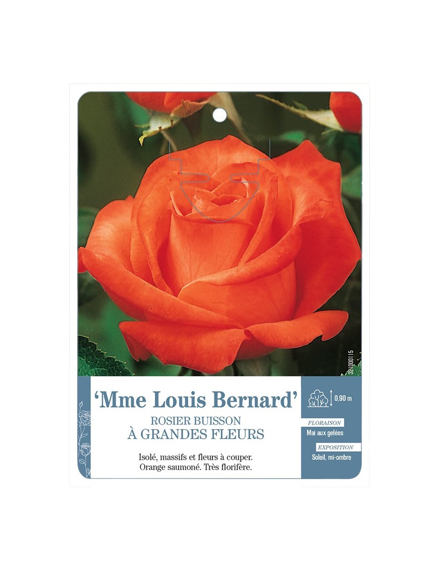 Rosier à grandes fleurs MME LOUIS BERNARD *
