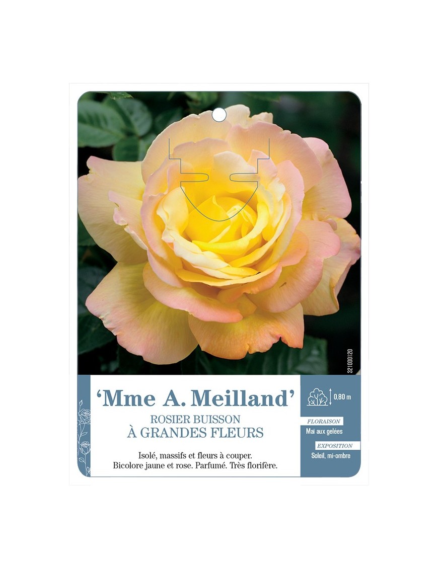 Rosier à grandes fleurs MME A. MEILLAND