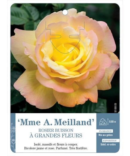 Rosier à grandes fleurs MME A. MEILLAND