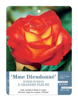 Rosier à grandes fleurs MME DIEUDONNÉ *