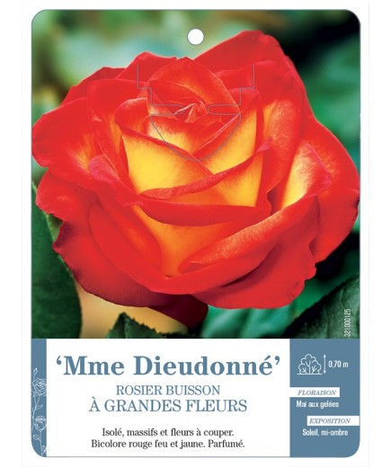 Rosier à grandes fleurs MME DIEUDONNÉ *