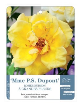 Rosier à grandes fleurs MME P.S. DUPONT *