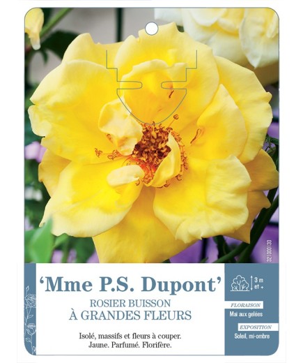 Rosier à grandes fleurs MME P.S. DUPONT *