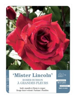Rosier à grandes fleurs MISTER LINCOLN