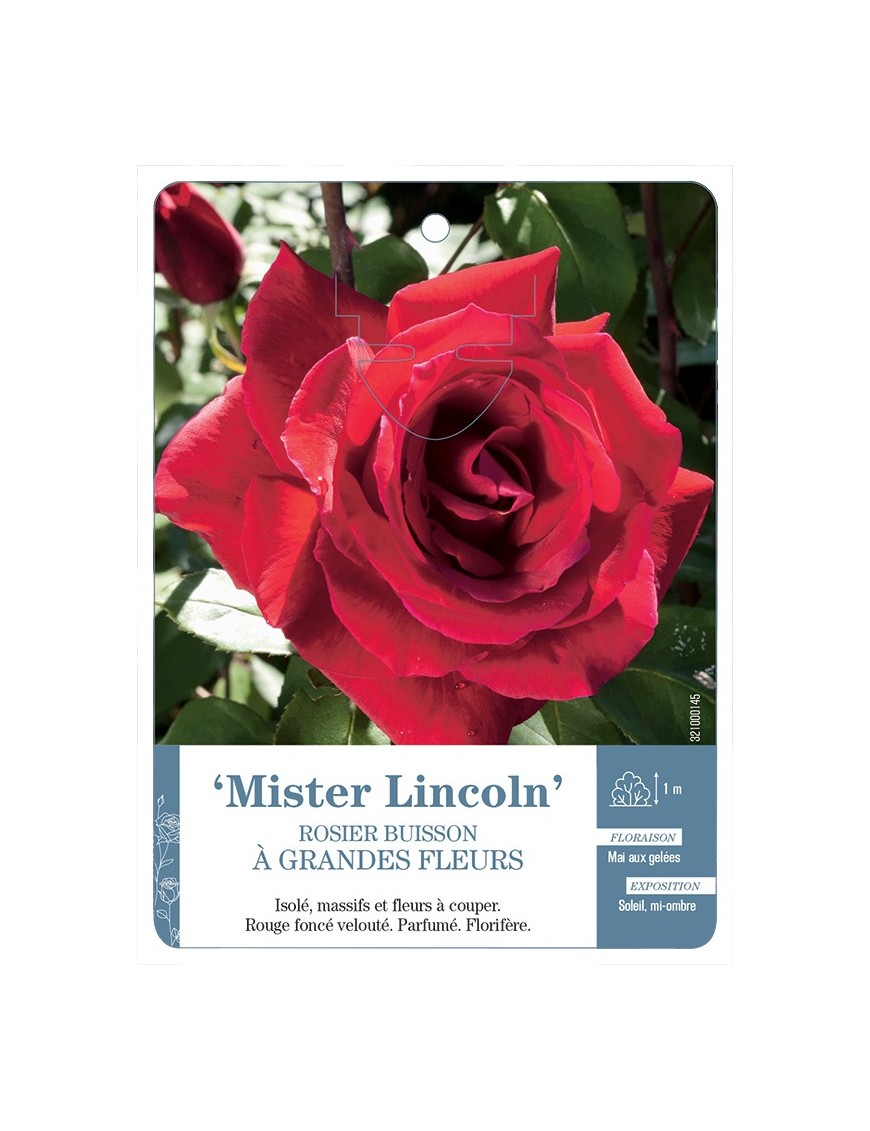 Rosier à grandes fleurs MISTER LINCOLN