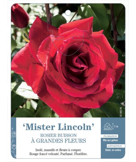 Rosier à grandes fleurs MISTER LINCOLN