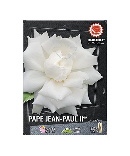 Rosier à grandes fleurs PAPE JEAN PAUL II ® Jacsegra