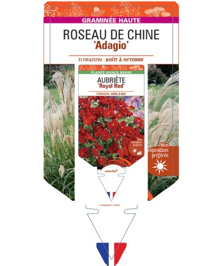 MISCANTHUS sinensis Adagio voir Roseau de Chine