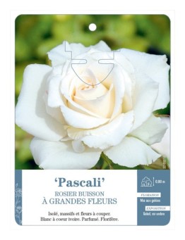 Rosier à grandes fleurs PASCALI