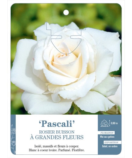 Rosier à grandes fleurs PASCALI