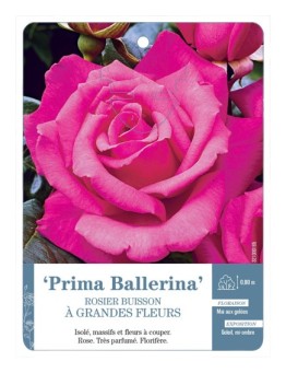 Rosier à grandes fleurs PRIMA BALLERINA *