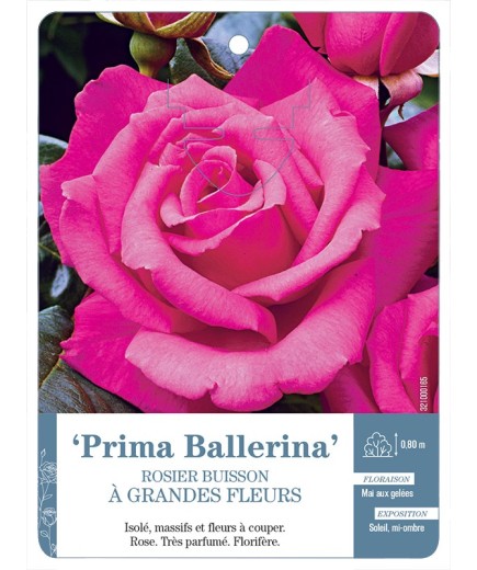 Rosier à grandes fleurs PRIMA BALLERINA *