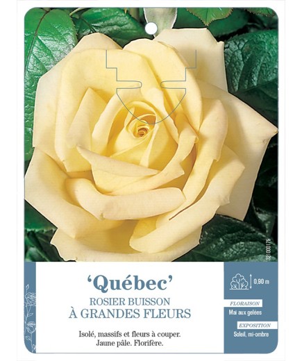 Rosier à grandes fleurs QUÉBEC *