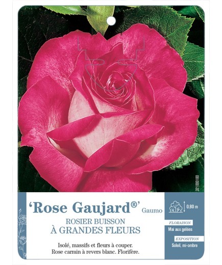 Rosier à grandes fleurs ROSE GAUJARD ® GAUMO *