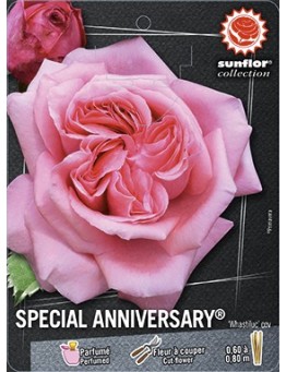 Rosier à grandes fleurs SPECIAL ANNIVERSARY ® Whastiluc