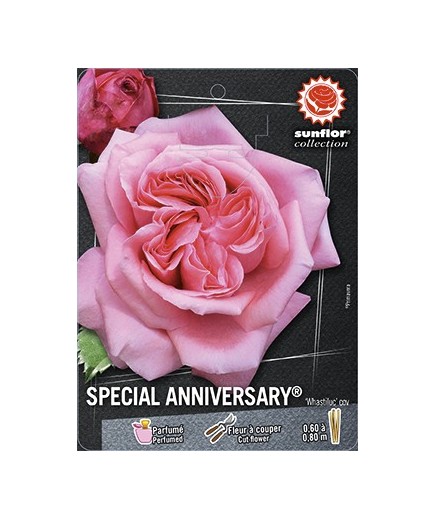 Rosier à grandes fleurs SPECIAL ANNIVERSARY ® Whastiluc