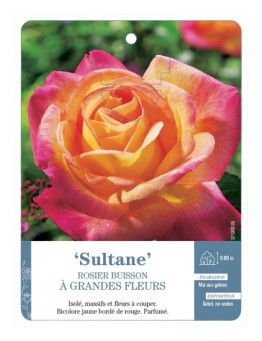 Rosier à grandes fleurs SULTANE *