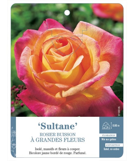 Rosier à grandes fleurs SULTANE *