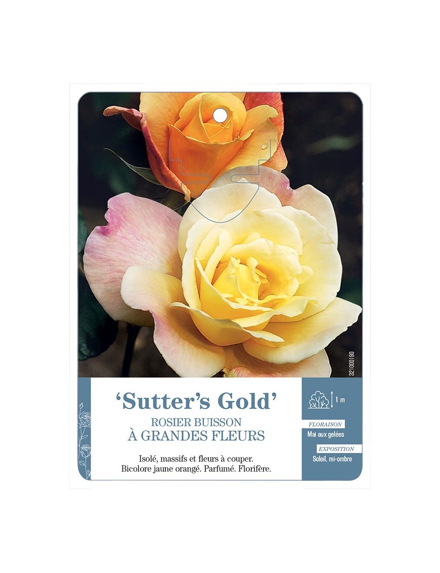 Rosier à grandes fleurs SUTTER'S GOLD *