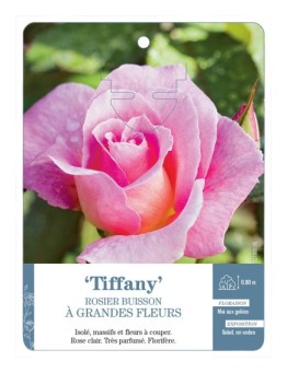 Rosier à grandes fleurs TIFFANY *