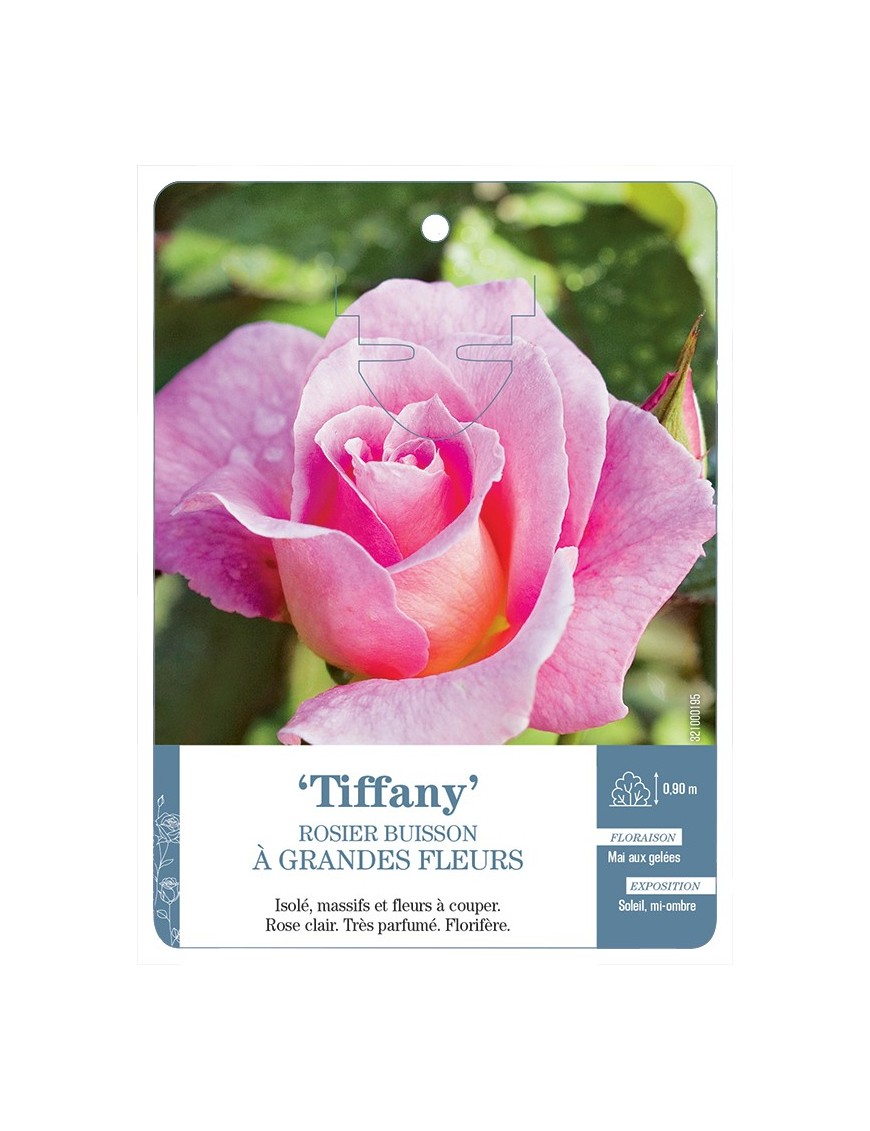 Rosier à grandes fleurs TIFFANY *