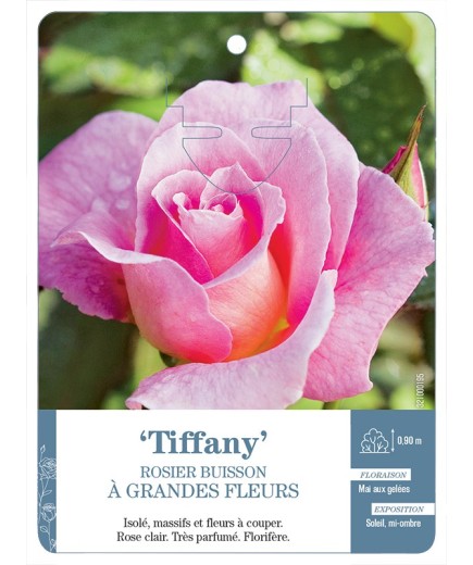 Rosier à grandes fleurs TIFFANY *