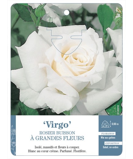 Rosier à grandes fleurs VIRGO