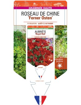 MISCANTHUS sinensis Ferner Osten voir Roseau de Chine