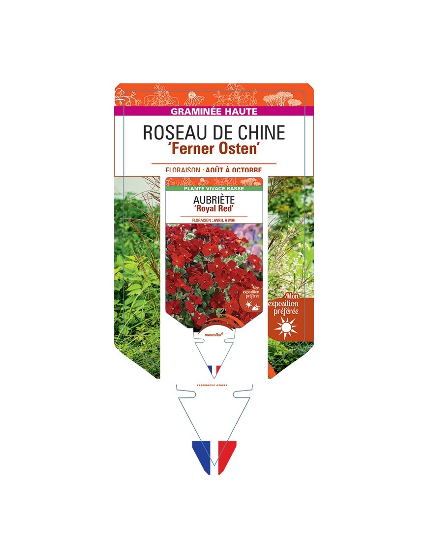 MISCANTHUS sinensis Ferner Osten voir Roseau de Chine