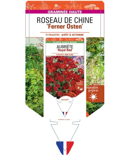 MISCANTHUS sinensis Ferner Osten voir Roseau de Chine