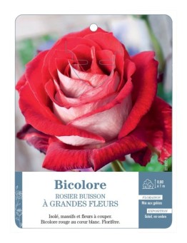 Rosier à grandes fleurs BICOLORE (BLANC ET ROUGE)