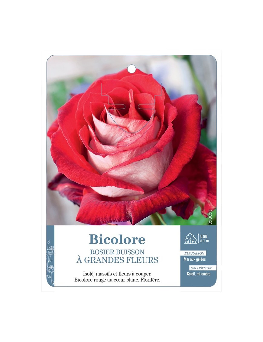 Rosier à grandes fleurs BICOLORE (BLANC ET ROUGE)