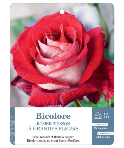 Rosier à grandes fleurs BICOLORE (BLANC ET ROUGE)