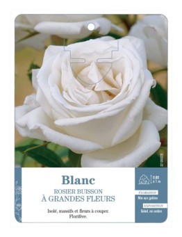 Rosier à grandes fleurs BLANC