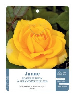 Rosier à grandes fleurs JAUNE