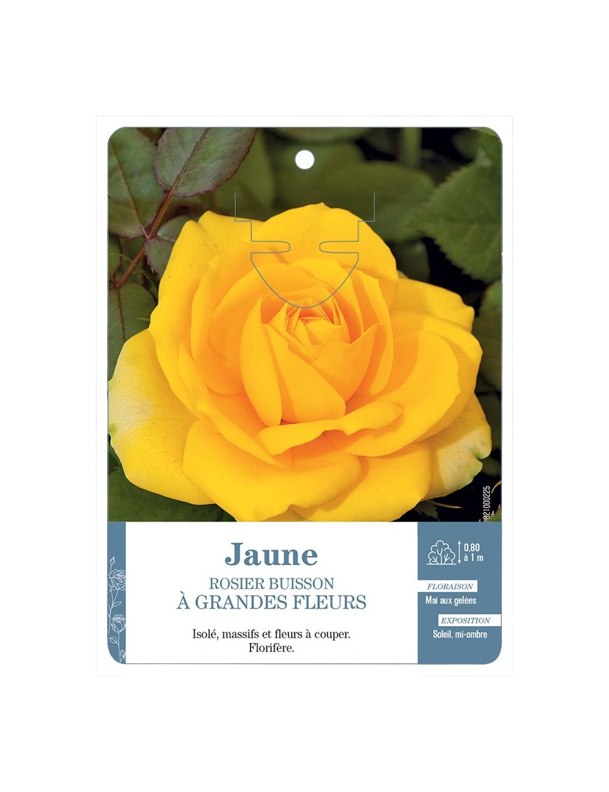 Rosier à grandes fleurs JAUNE