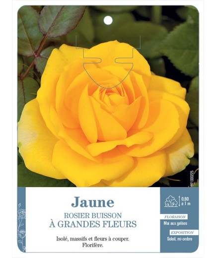 Rosier à grandes fleurs JAUNE