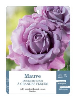 Rosier à grandes fleurs MAUVE *