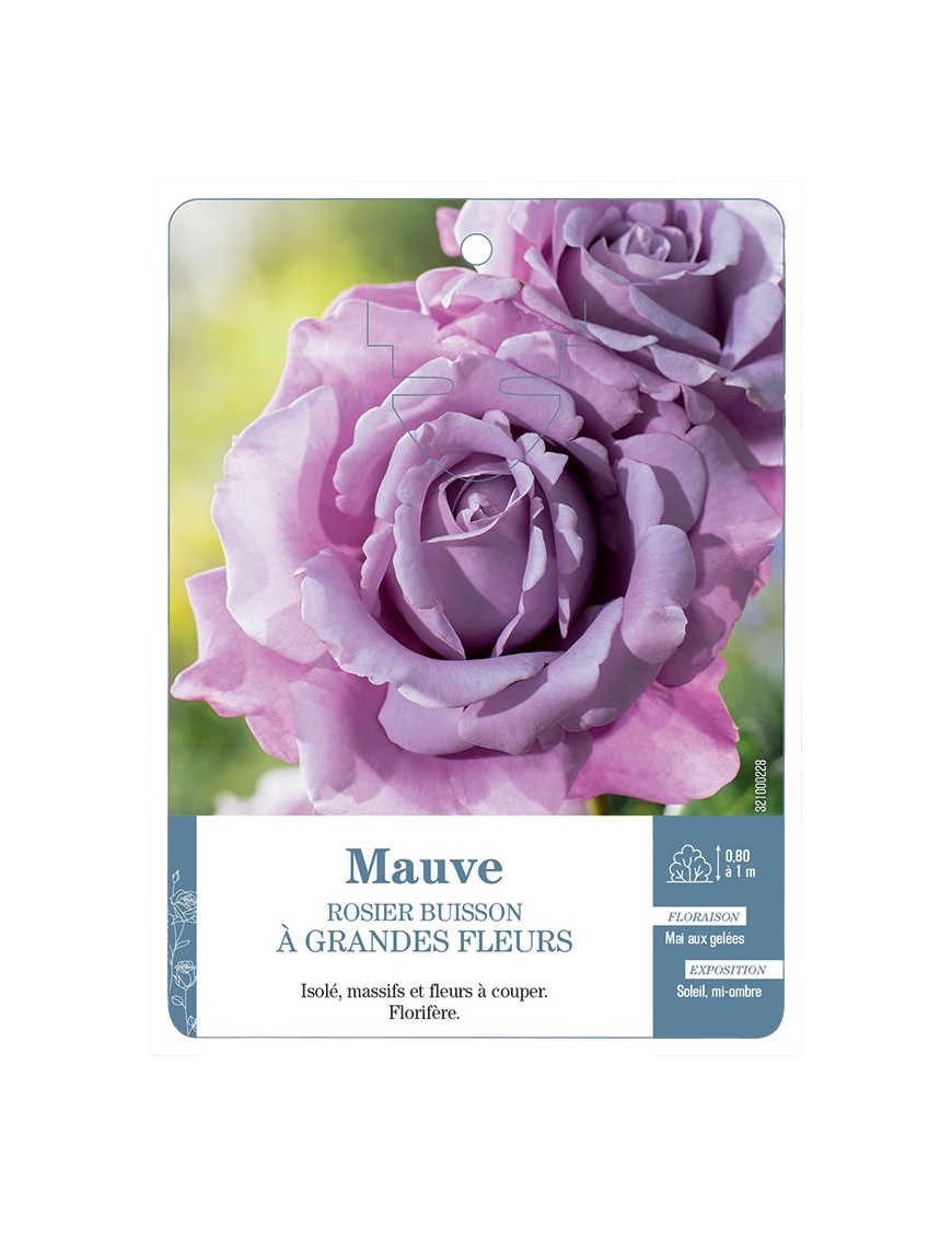 Rosier à grandes fleurs MAUVE *