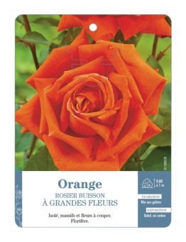 Rosier à grandes fleurs ORANGE