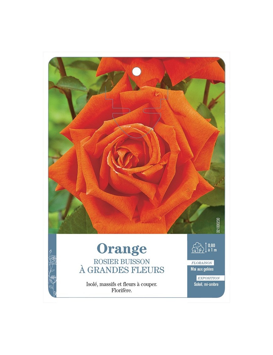 Rosier à grandes fleurs ORANGE